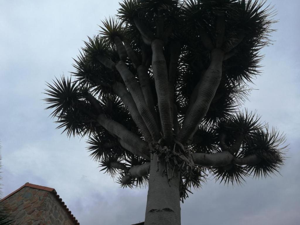 Casa El Drago-Tafira Baja Lägenhet Las Palmas de Gran Canaria Exteriör bild